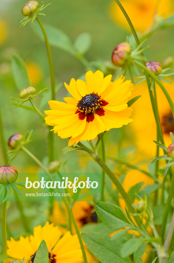 534280 - Mädchenauge (Coreopsis basalis)