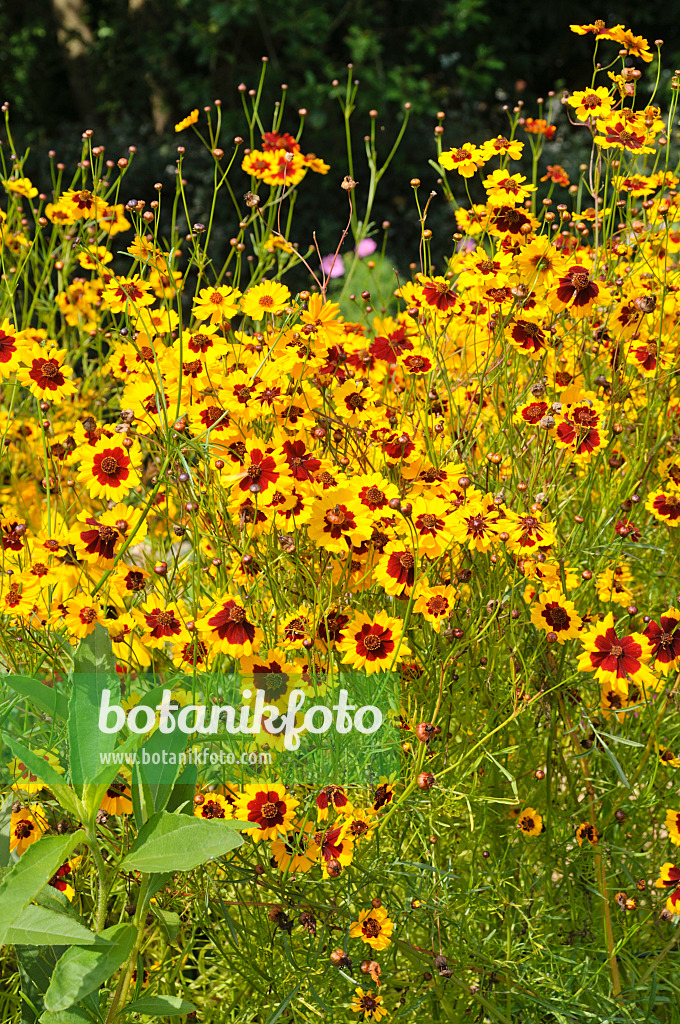 487237 - Mädchenauge (Coreopsis tinctoria)