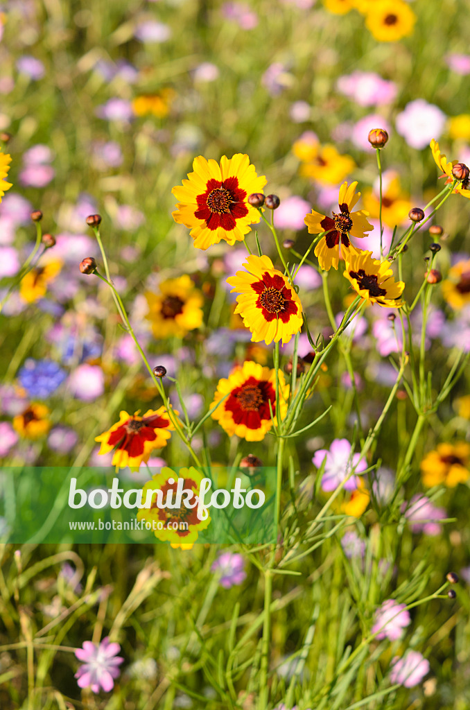 535072 - Mädchenauge (Coreopsis tinctoria)