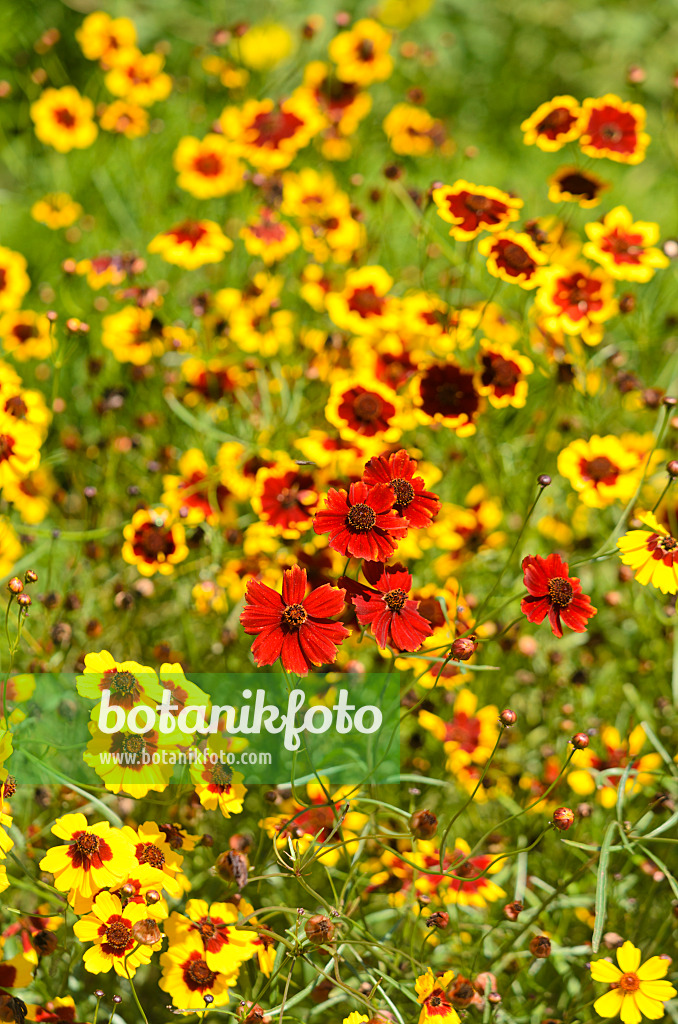 547378 - Mädchenauge (Coreopsis tinctoria)