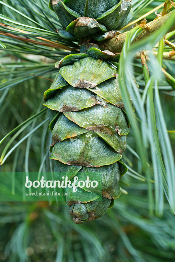 595010 - Mädchenkiefer (Pinus parviflora)