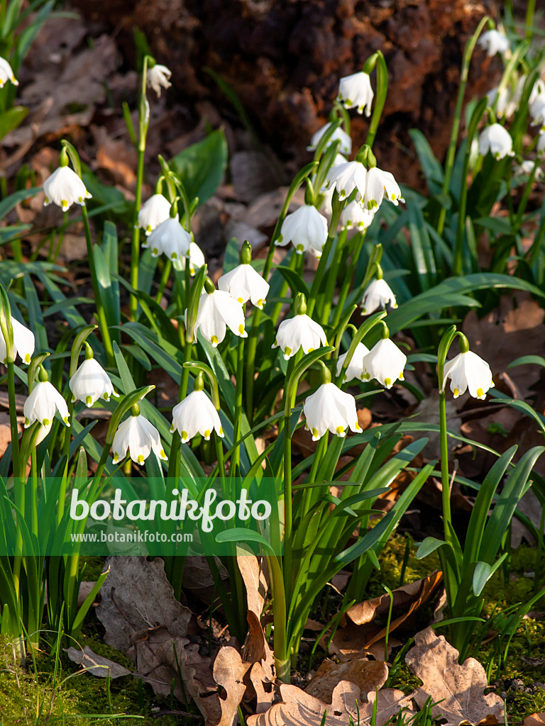 457015 - Märzenbecher (Leucojum vernum)