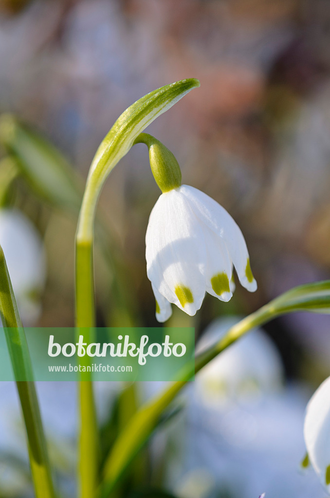 518122 - Märzenbecher (Leucojum vernum)