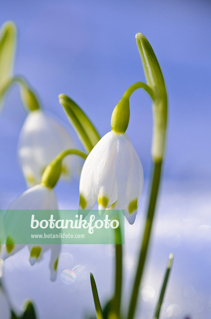 518123 - Märzenbecher (Leucojum vernum)