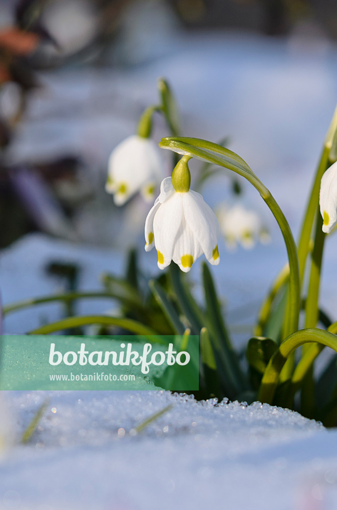 518124 - Märzenbecher (Leucojum vernum)