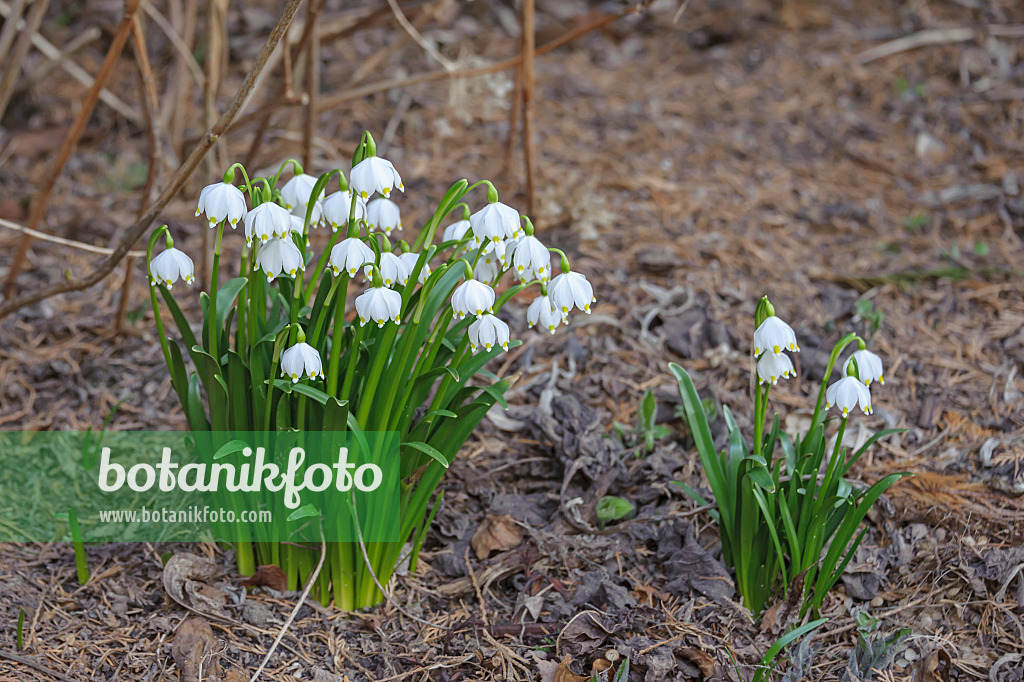 535411 - Märzenbecher (Leucojum vernum)