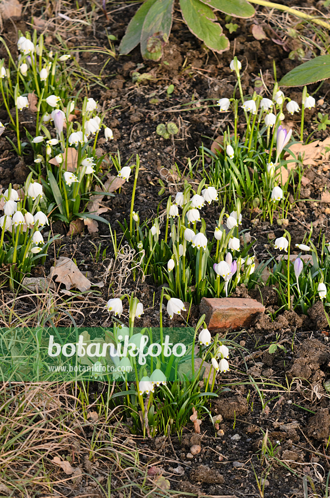 554008 - Märzenbecher (Leucojum vernum)