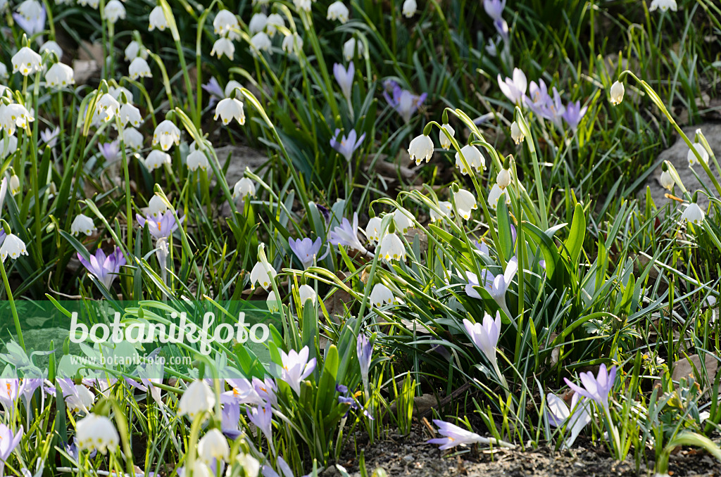 494094 - Märzenbecher (Leucojum vernum) und Elfenkrokus (Crocus tommasinianus)