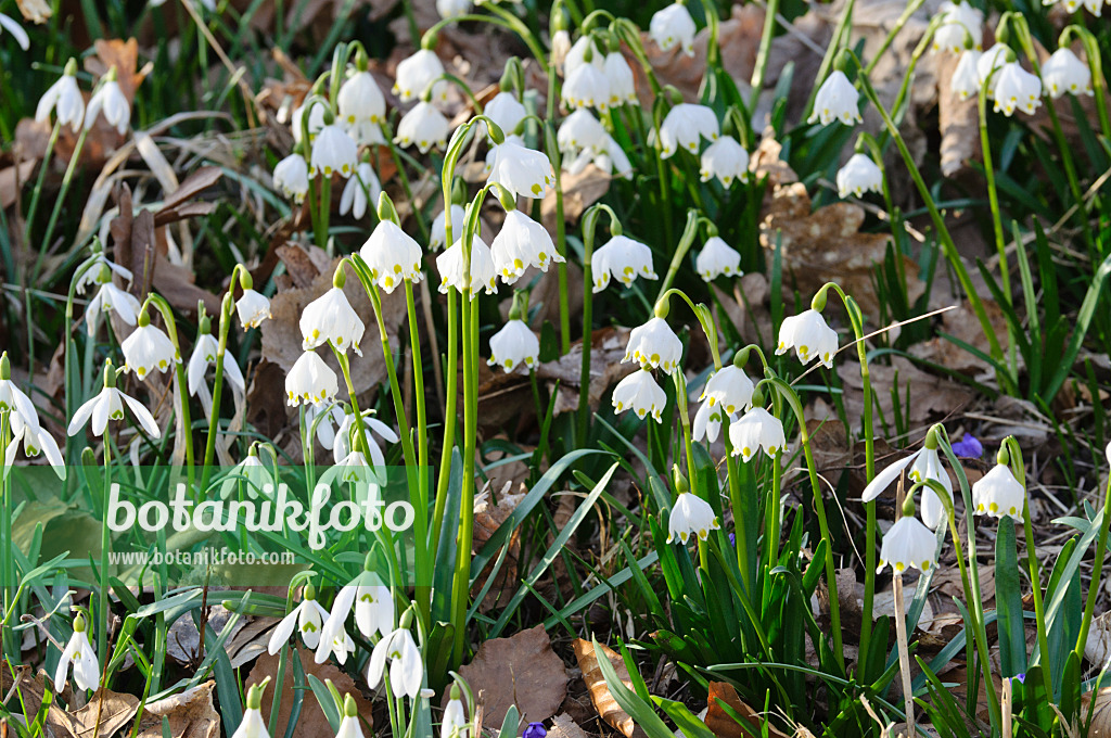 470034 - Märzenbecher (Leucojum vernum) und Kleines Schneeglöckchen (Galanthus nivalis)