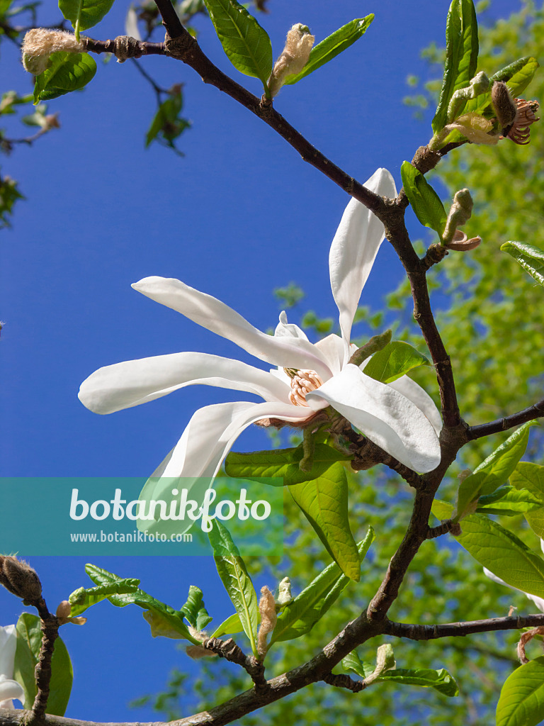 400144 - Magnolie (Magnolia x loebneri)