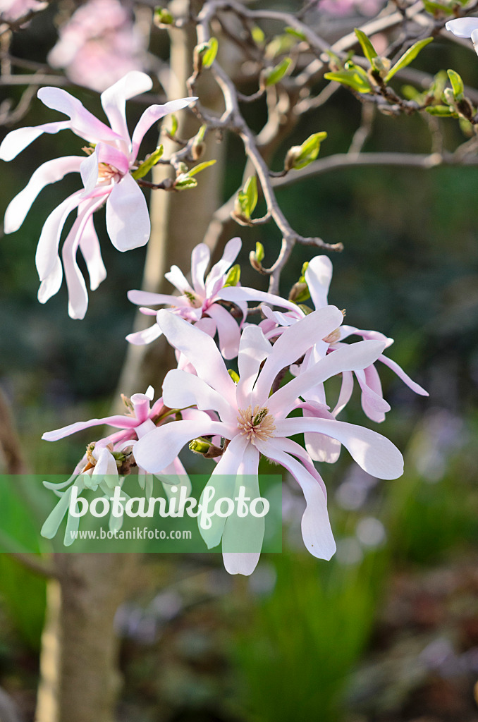 519136 - Magnolie (Magnolia x loebneri 'Leonard Messel')