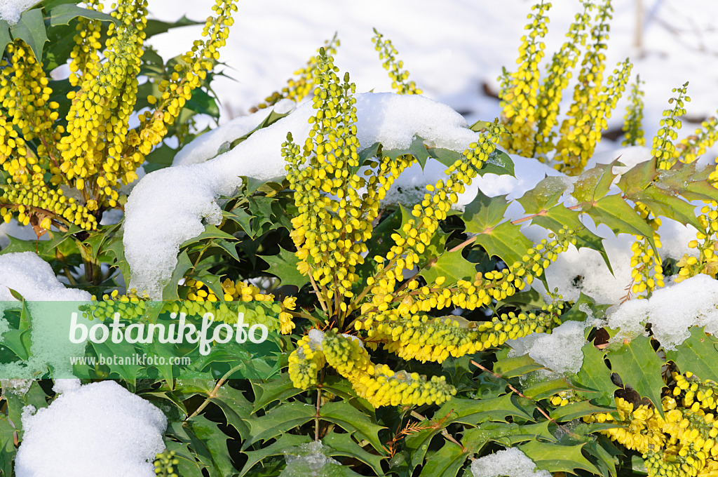 466100 - Mahonie (Mahonia x media 'Charity')