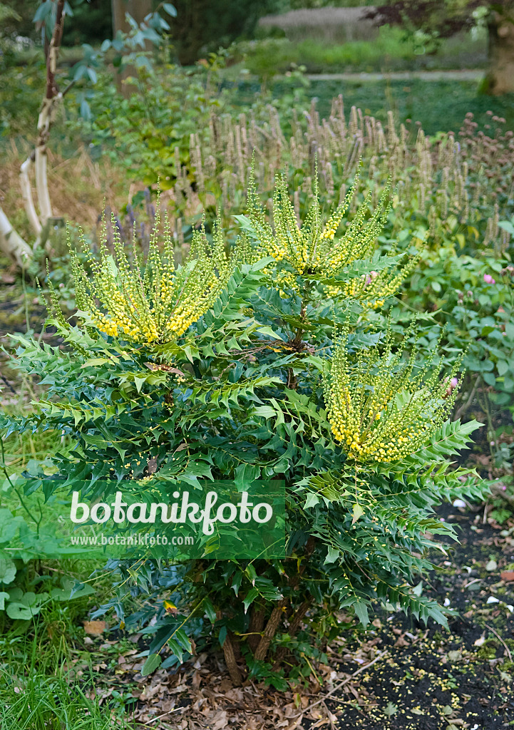 490091 - Mahonie (Mahonia x media 'Winter Sun')