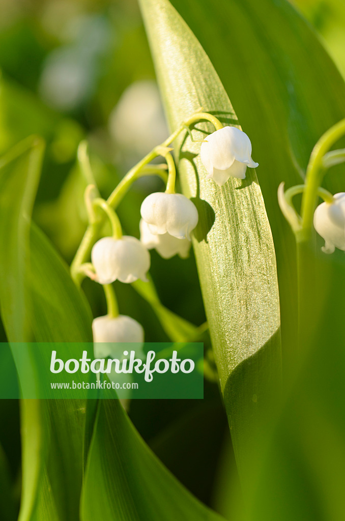 496038 - Maiglöckchen (Convallaria majalis)