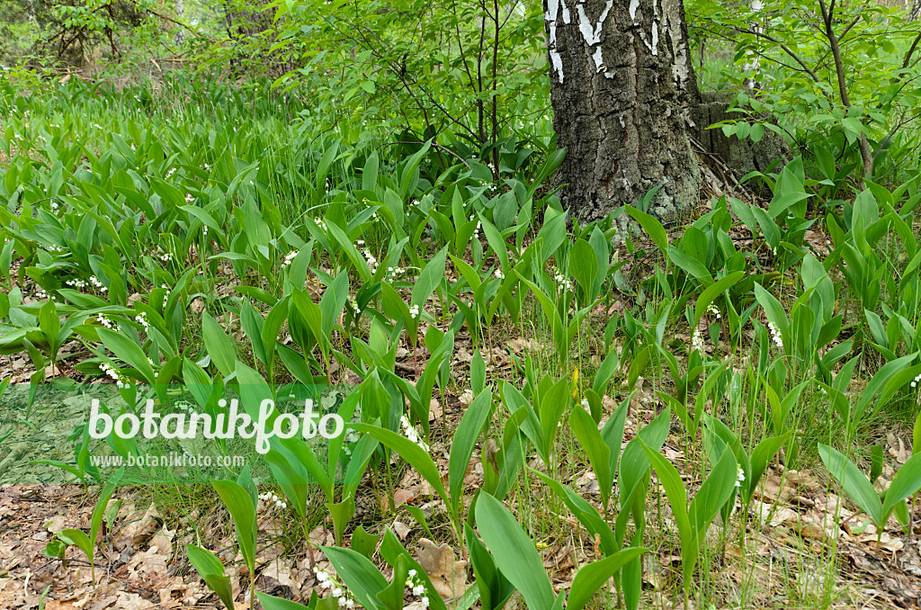 496158 - Maiglöckchen (Convallaria majalis)