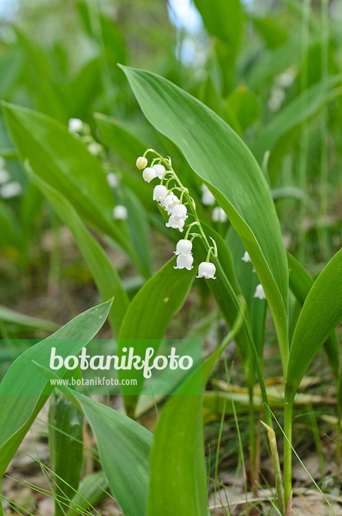 496159 - Maiglöckchen (Convallaria majalis)