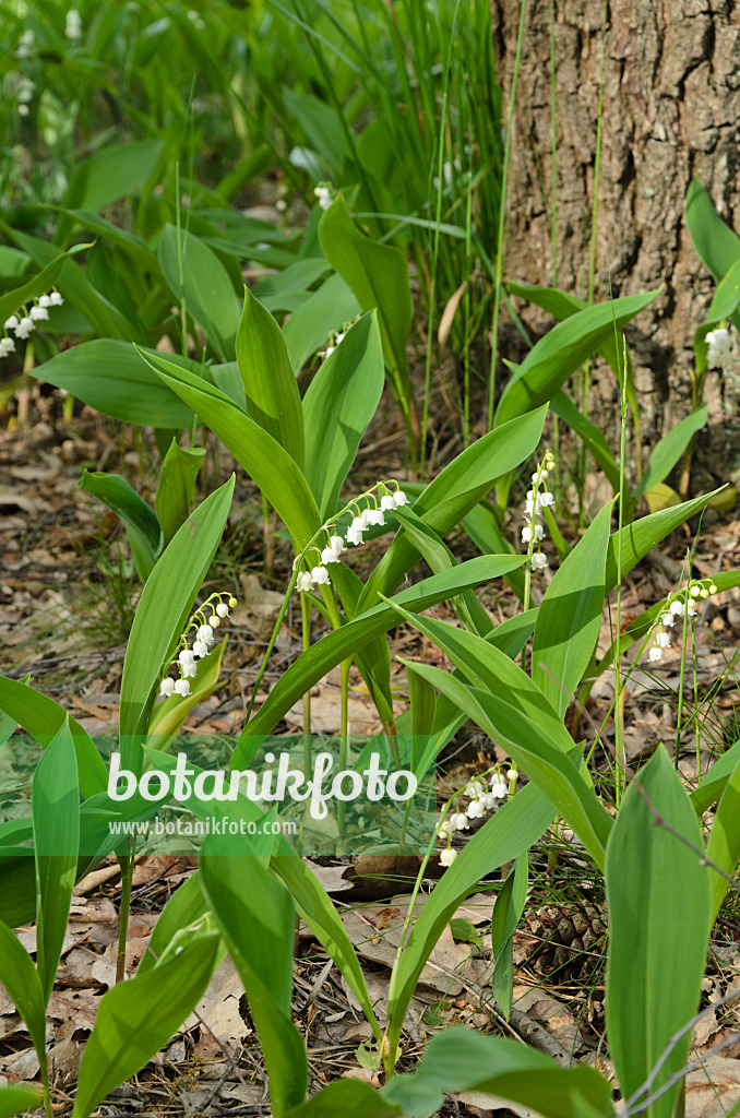 496163 - Maiglöckchen (Convallaria majalis)