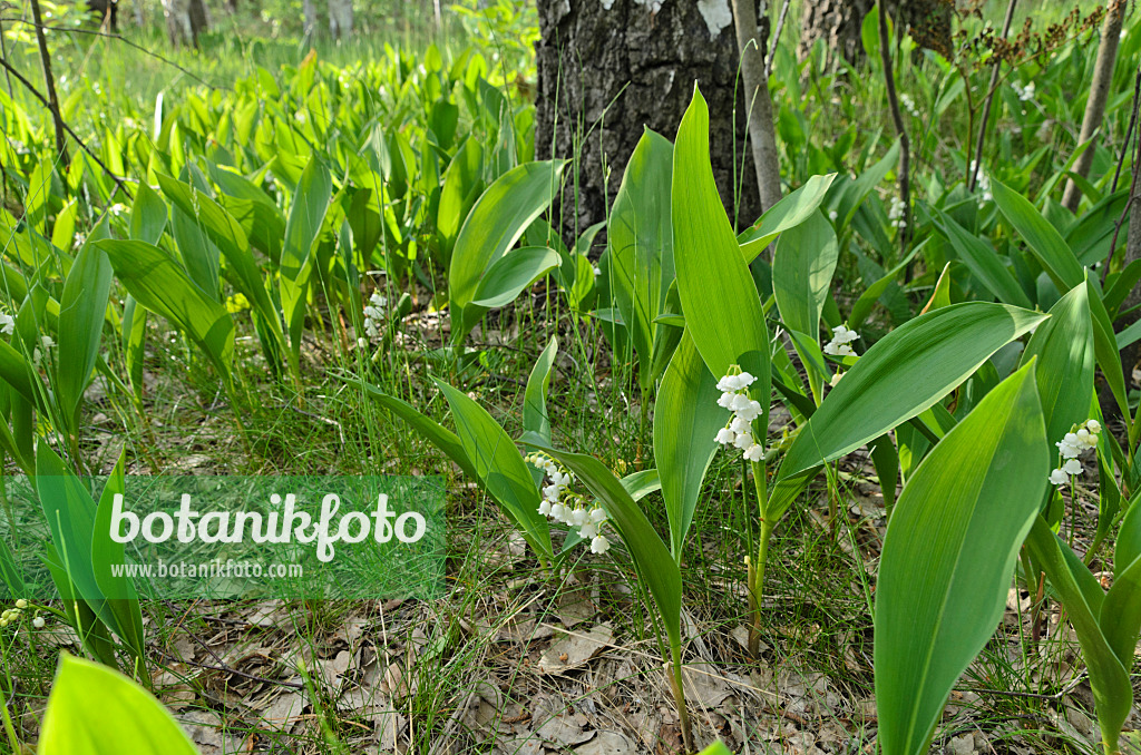 496164 - Maiglöckchen (Convallaria majalis)