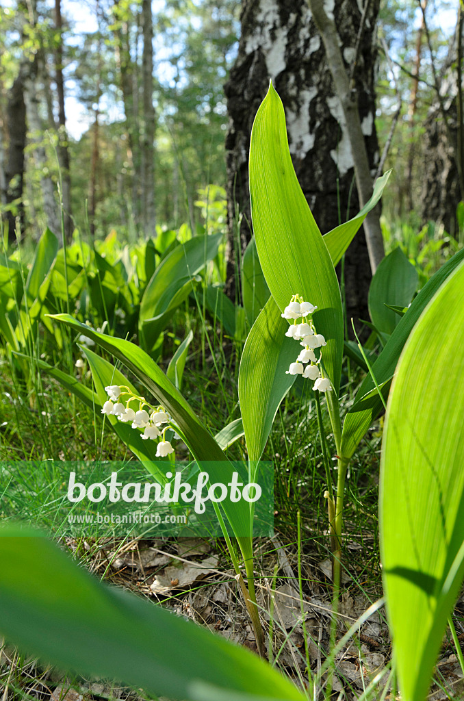 496165 - Maiglöckchen (Convallaria majalis)