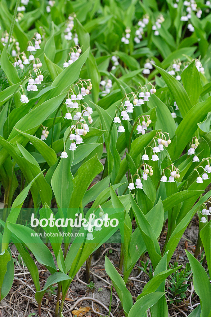 471349 - Maiglöckchen (Convallaria majalis 'Rosea')