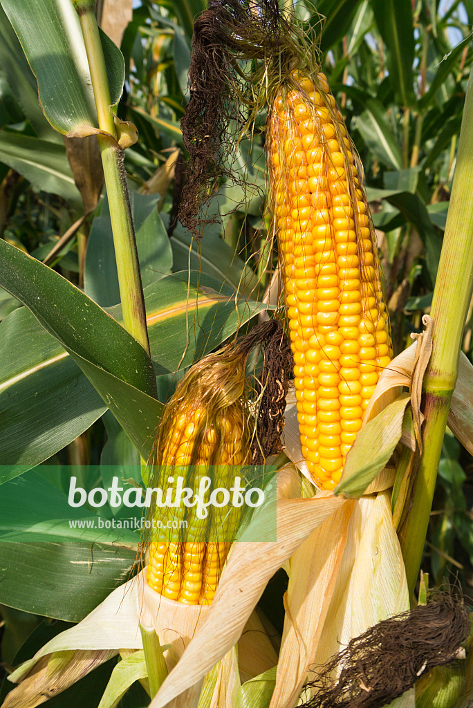 536201 - Mais (Zea mays)