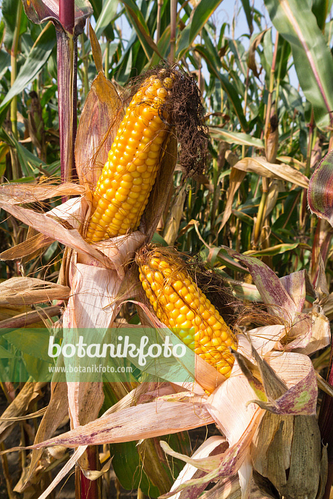 536202 - Mais (Zea mays)