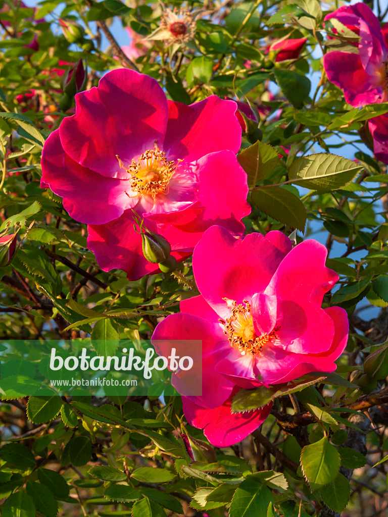 413044 - Mandarinrose (Rosa moyesii 'Eddie's Crimson')