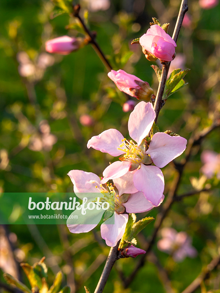 436247 - Mandelbäumchen (Prunus triloba)