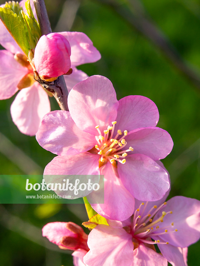 436274 - Mandelbäumchen (Prunus triloba)