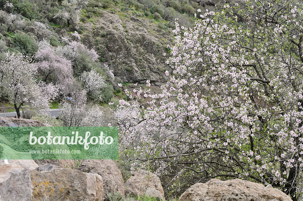 564189 - Mandelbäume (Prunus dulcis) bei Ayacata, Gran Canaria, Spanien