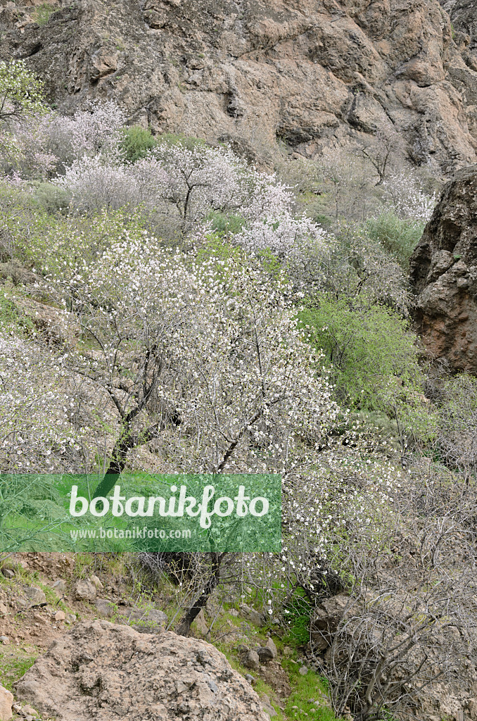 564191 - Mandelbäume (Prunus dulcis) bei Ayacata, Gran Canaria, Spanien