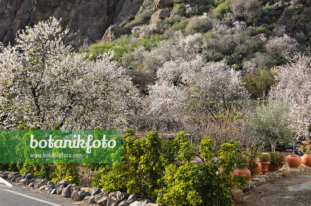 564193 - Mandelbäume (Prunus dulcis) bei Ayacata, Gran Canaria, Spanien