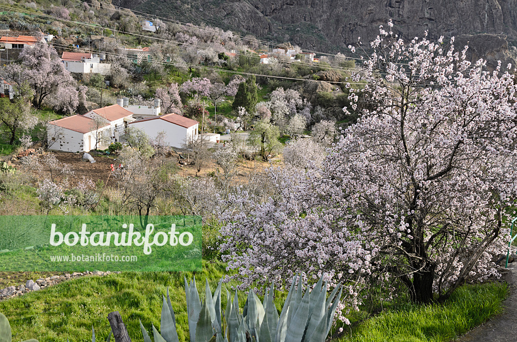 564194 - Mandelbäume (Prunus dulcis) bei Ayacata, Gran Canaria, Spanien