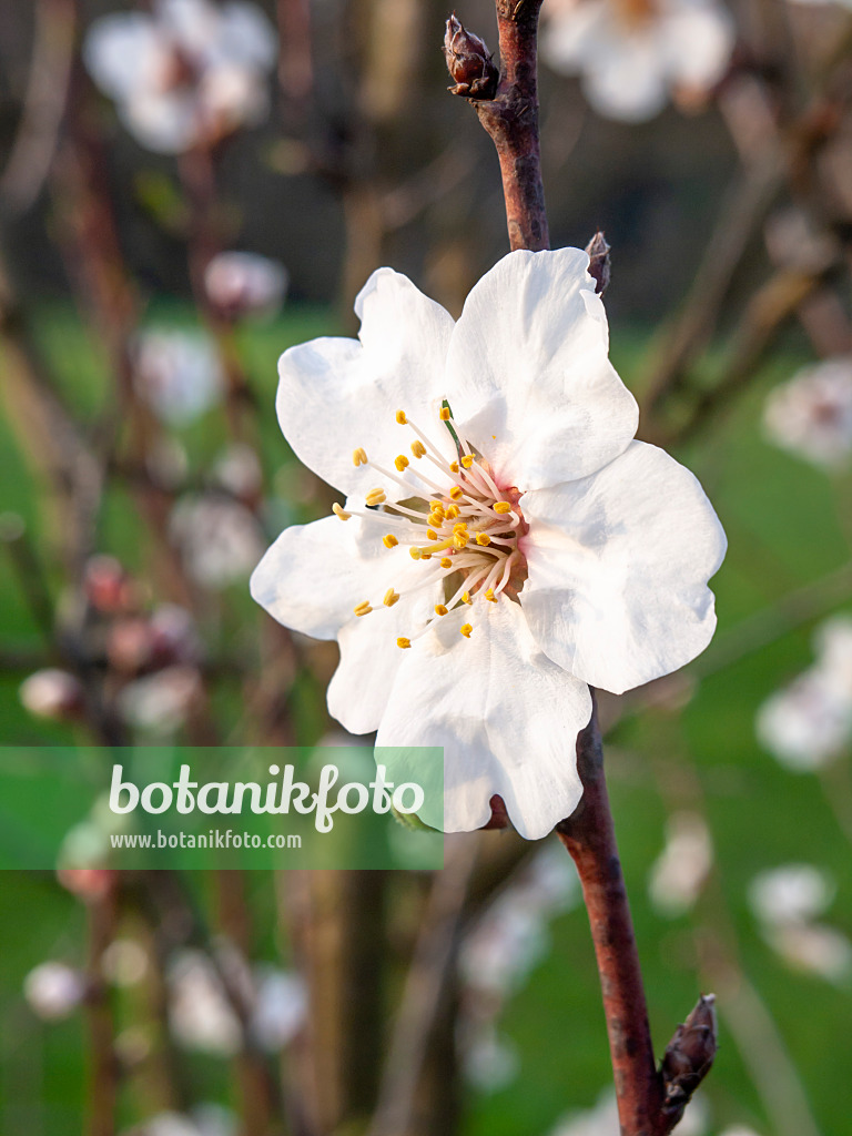 436213 - Mandelbaum (Prunus dulcis)