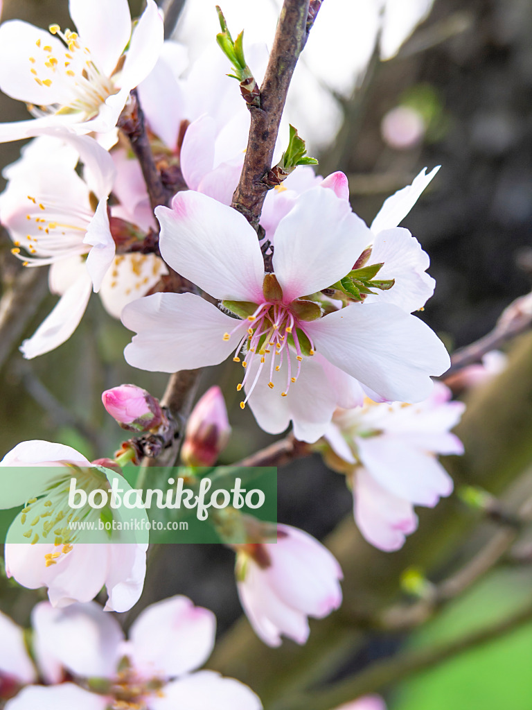 436230 - Mandelbaum (Prunus dulcis)