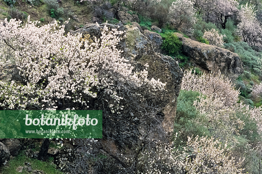 397115 - Mandelbaum (Prunus dulcis), Gran Canaria, Spanien