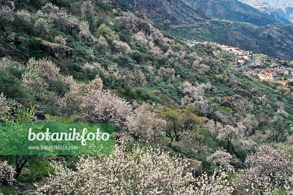 397116 - Mandelbaum (Prunus dulcis), Gran Canaria, Spanien