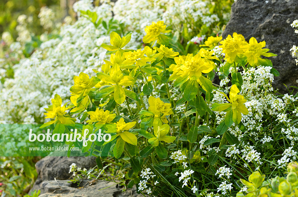 495208 - Mandelblättrige Wolfsmilch (Euphorbia amygdaloides) und Ungarische Gänsekresse (Arabis procurrens)