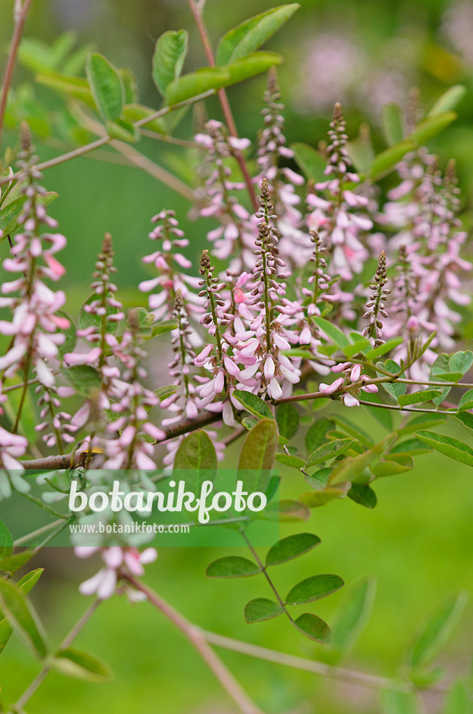 533599 - Mandschurischer Indigostrauch (Indigofera kirilowii)