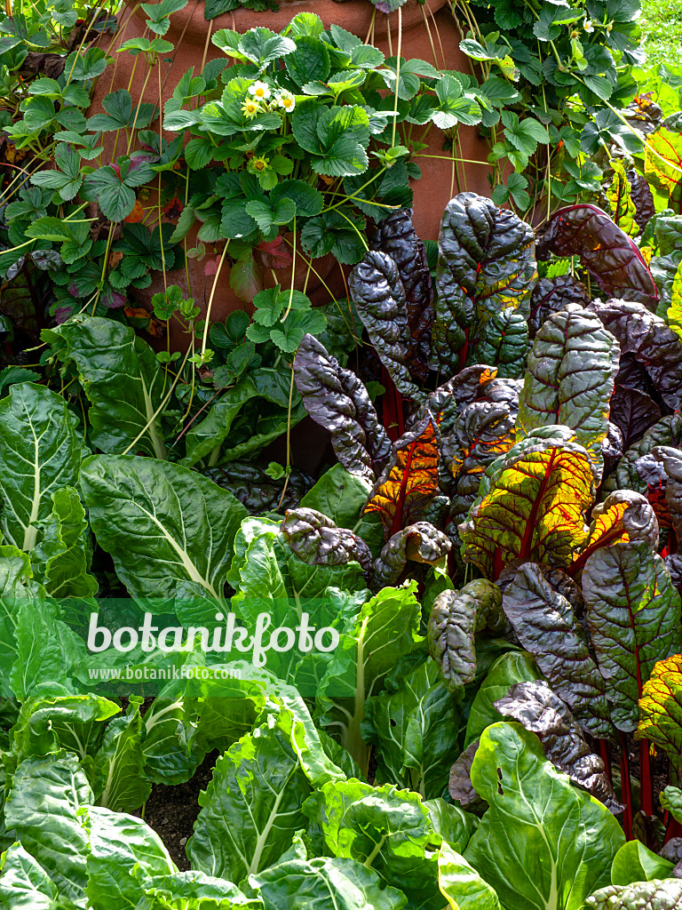 450027 - Mangold (Beta vulgaris var. cicla) und Gartenerdbeere (Fragaria x ananassa 'Weisse Ananas')