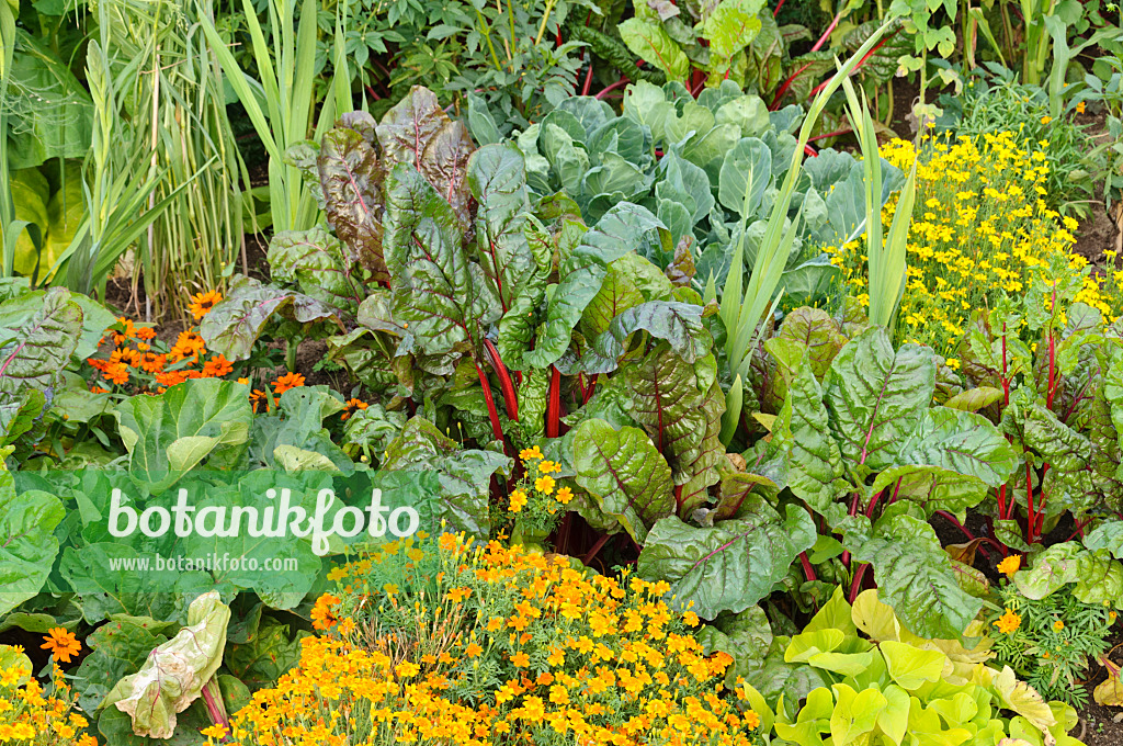 475103 - Mangold (Beta vulgaris var. cicla) und Studentenblumen (Tagetes)