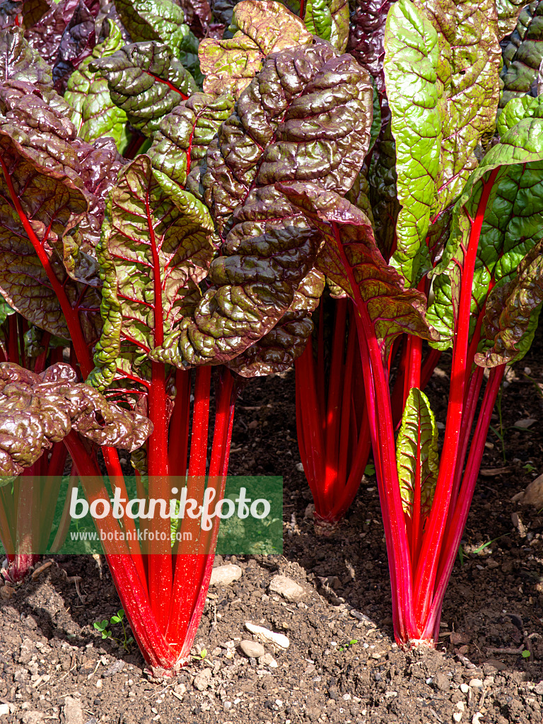 450025 - Mangold (Beta vulgaris var. cicla 'Vulkan')