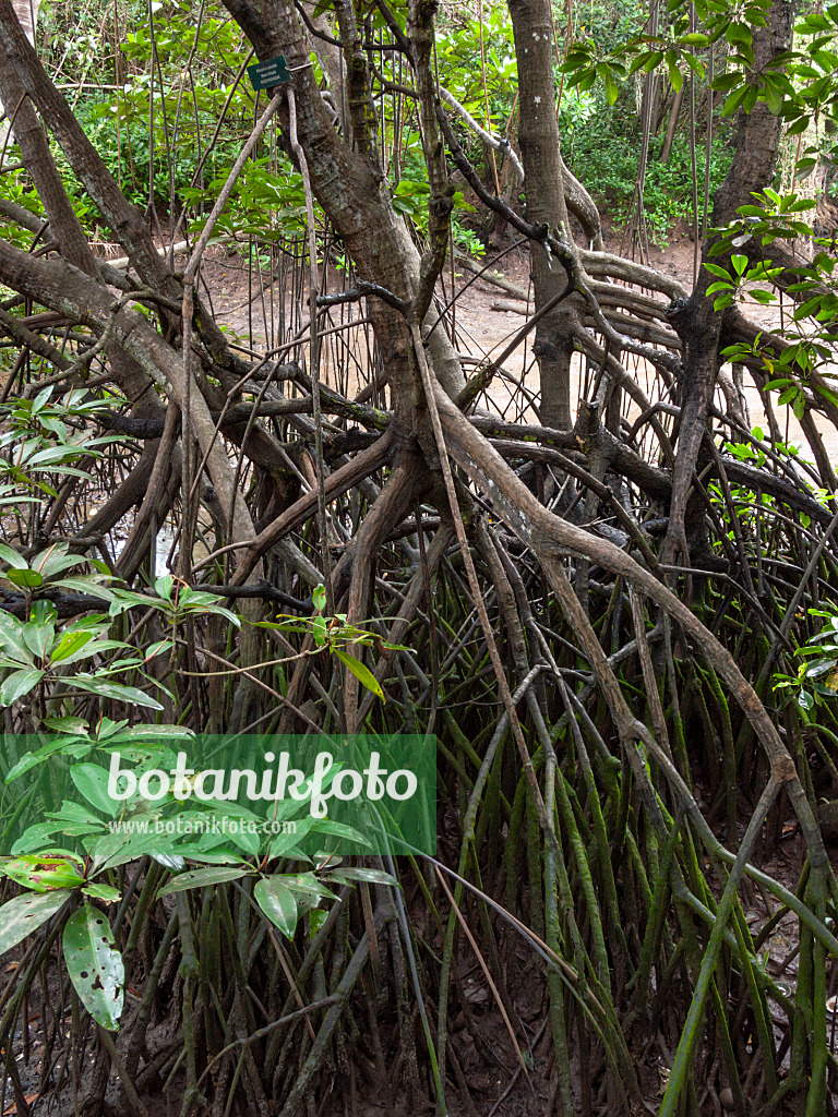 411109 - Mangrovebaum (Rhizophora apiculata)