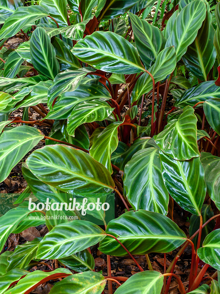 434297 - Marante (Calathea ecuadoriana)