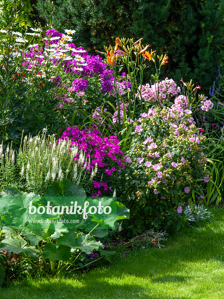 427244 - Margeriten (Leucanthemum), Phlox (Phlox), Taglilien (Hemerocallis) und Malven (Malva)