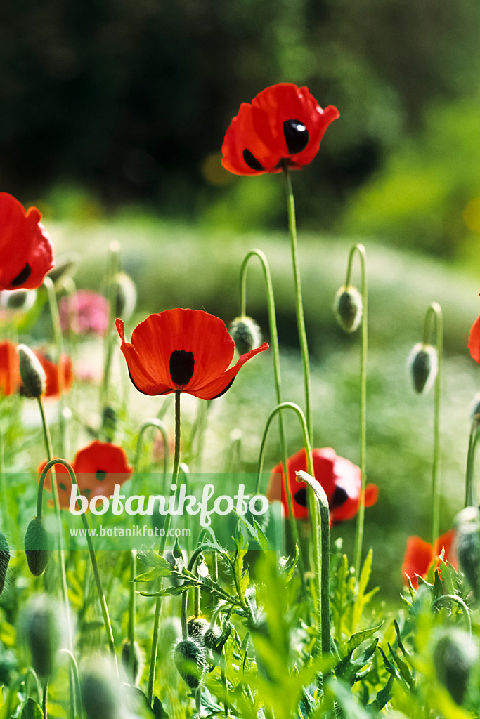 390116 - Marienkäfermohn (Papaver commutatum)