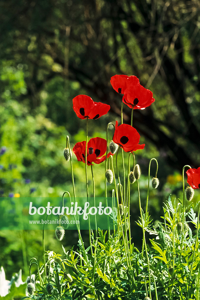 390117 - Marienkäfermohn (Papaver commutatum)