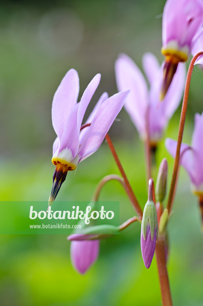 471345 - Meads Götterblume (Dodecatheon meadia)