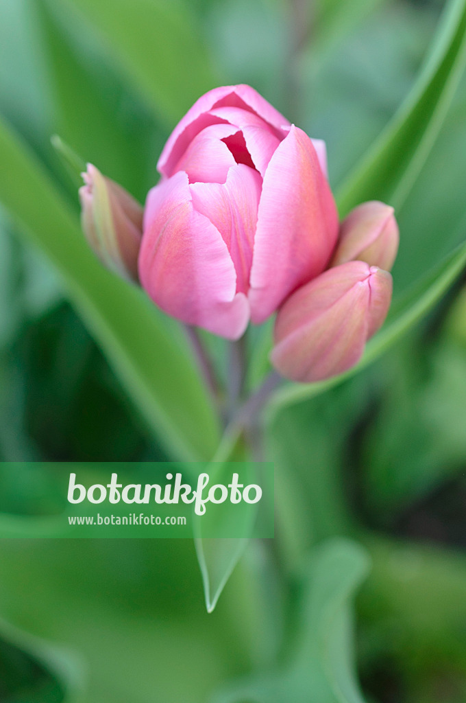 471267 - Mehrblütige Tulpe (Tulipa Happy Family)