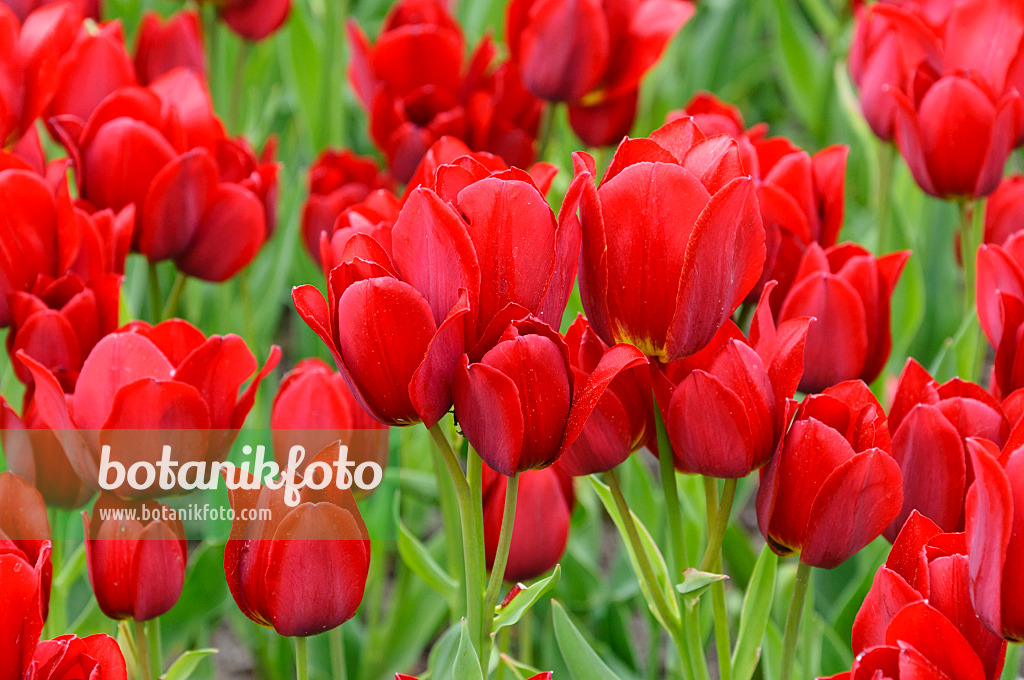 471311 - Mehrblütige Tulpe (Tulipa Red Georgette)